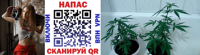 Какие есть наркотики Озёрск Alpha-PVP  Каннабис  Мефедрон  АМФЕТАМИН  Кокаин  ГАШИШ 