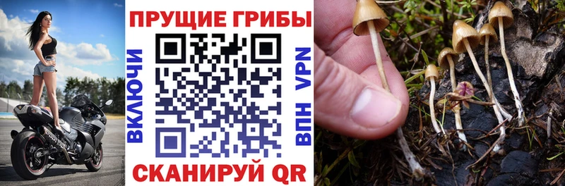 Галлюциногенные грибы Magic Shrooms  Озёрск 